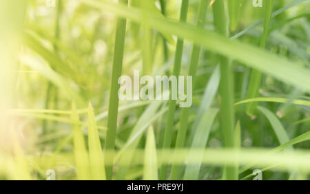 L'herbe, les feuilles des plantes et de la lumière du soleil - abstract nature background Banque D'Images