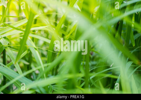 La lumière du soleil dans les feuilles des plantes - jardin concept background Banque D'Images