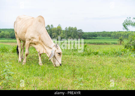 Une vache de Brahman blanc mange de l'herbe dans le domaine Banque D'Images