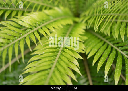 Gouttes de rosée, des gouttelettes sur les feuilles des plantes fougère closeup Banque D'Images