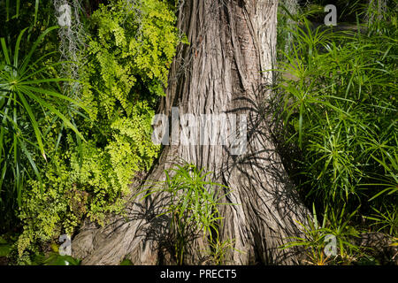 Tronc d'arbre, plantes en croissance dense dans les forêts tropicales Banque D'Images