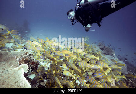 Plongée sous-marine au-dessus du récif de corail et école de vivaneau à rayures jaunes à Raja Ampat, Papouasie occidentale, Indonésie Banque D'Images