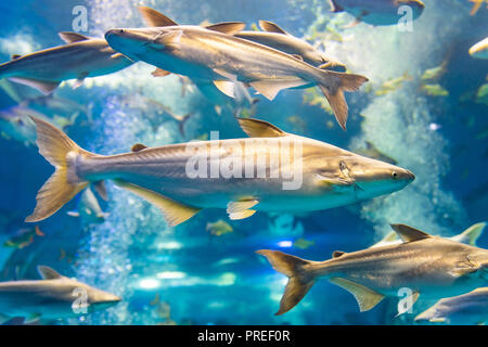 Requin irisé dans un aquarium privé, Suphanburi, Thaïlande Banque D'Images