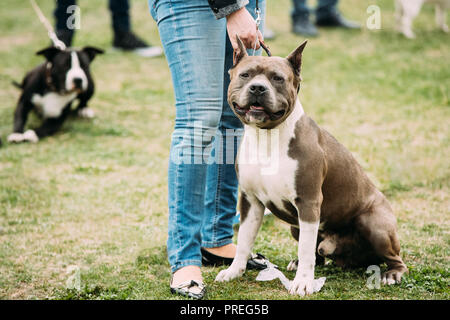 Beau chien American Staffordshire Terrier debout près de femme pieds dans l'herbe verte. Banque D'Images