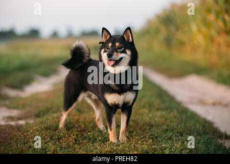 Drôle belle jeune noir et feu Shiba Inu chien en plein air route de campagne. Banque D'Images