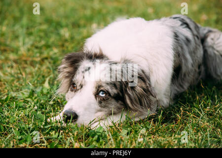 Border Collie ou berger écossais Chien adulte assis dans l'herbe verte. Banque D'Images