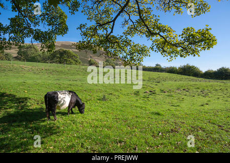 Belted Galloway du bétail dans un champ dans la campagne anglaise, Coiffure Booth, Derbyshire, Angleterre Banque D'Images