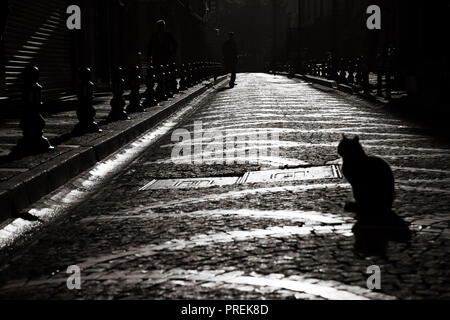 Silhouette d'un chat sur une route pavée, éclairée par le soleil est intéressant Banque D'Images