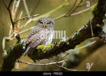 Chouette naine eurasien (Glaucidium passerinum) Banque D'Images