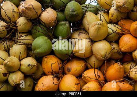 Une variété de noix de coco pour la vente sur un panier de fournisseurs. Banque D'Images