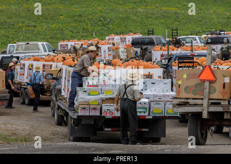 Minden, vallée de la Mohawk, l'État de New York : chasse d'automne citrouilles sont amené par camion de miles autour de l'Amish Farm produce auction. Banque D'Images