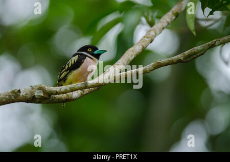 Jaune et Noir broadbills perché sur un brunch (Eurylaimus ochromalus) Banque D'Images