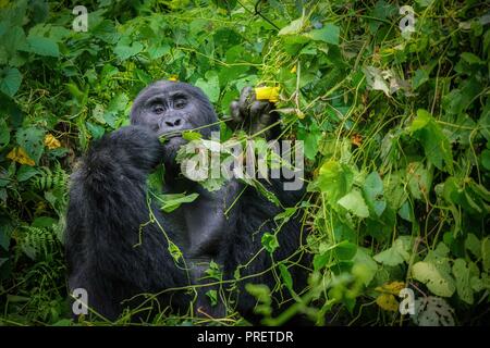 Un gorille de montagne au dos argenté mâle seul, prépare à manger les feuilles en utilisant des mains dans son environnement naturel, entouré de feuillage dense. Banque D'Images