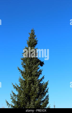 Blue spruce (Picea pungens) contre le ciel bleu avec copie espace, peut être utilisé comme arrière-plan Banque D'Images