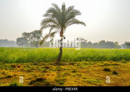 C'est une photographie de l'arbre Dates et dates pot (utilisé pour le stockage de jus) capturés dans un champ agricole près de Kolkata en Inde. L'image prise au d Banque D'Images