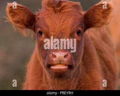 Highland expressive, pain mélange veau vache brun de l'itinérance dans un champ à la New Forest, Dorset, UK. Banque D'Images