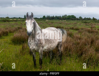 , Enniscrone Sligo, Irlande. 8 juin, 2017. Un cheval gris moucheté dans un champ près de Enniscrone Sligo Co.. Banque D'Images