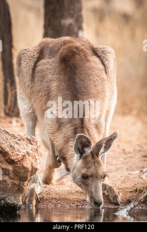 Alerte les oreilles une femelle kangourou gris de l'est portant un joey dans sa pochette accroupi à un point d'eau potable de l'outback. Banque D'Images