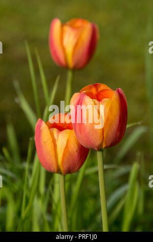 Closeup macro de fleurs de printemps tulipes de plus en plus floral background Banque D'Images