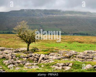 Lone Tree sur lapiez à roches avec pâturage tours au-delà de Whernside Ribblehead Angleterre Yorkshire Dales Banque D'Images