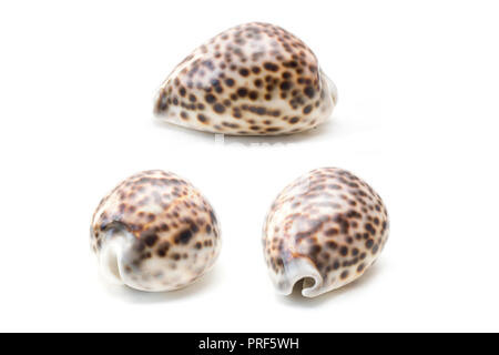 Cowrie tigre (Cypraea tigris) coquillage isolé sur fond blanc Banque D'Images