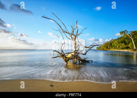 Doux clapotis des vagues par un arbre mort, première plage, près de Yarrabah, au sud de Cairns, Far North Queensland, Queensland, Australie, FNQ Banque D'Images