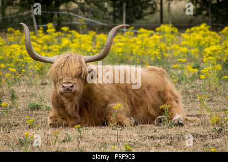 Scottish Highland cattle sur une ferme dans le Hertfordshire Sawbridgeworth assis à regarder le monde passer par Banque D'Images