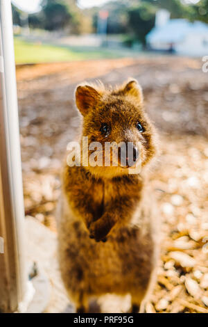 Portrait Quokka à Heure d'or sur l'île Rottnest, Perth, Australie Banque D'Images