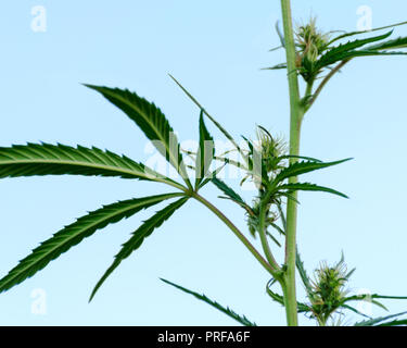 Vue latérale d'un buisson de la marijuana avec des fleurs, sur fond de ciel bleu. Plante de cannabis pour traiter les patients et des médicaments contre la douleur. Le chanvre pousse à l'état sauvage en été. Banque D'Images