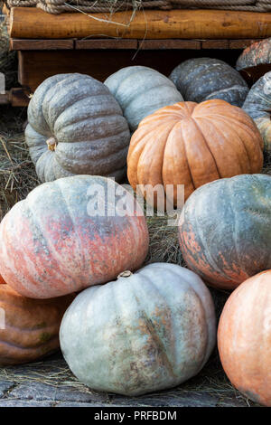 Composition de la citrouille. Orange, jaune, vert citrouilles sur plancher, près de la fleur d'automne Banque D'Images