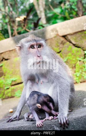 La famille de macaques. Macaca fascicularis petit bébé et la mère en vert forêt des singes d'Ubud, Bali, Indonésie Banque D'Images