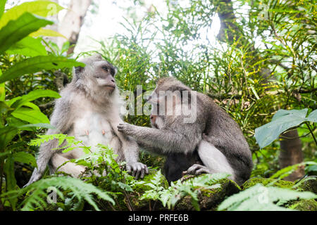 Famille de singes Macaca fascicularis en vert forêt des singes d'Ubud. Paire de macaques mangeurs de crabes le nettoyage Banque D'Images