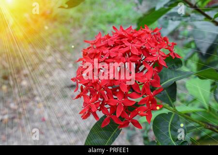 Spike fleur , Ixora coccinea rouge, Rubiaceae dans la nature, avec le coucher du soleil ton léger. Banque D'Images