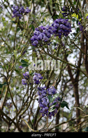 Des grappes de fleurs violettes sur un Texas Mountain Laurel tree, Dermatophyllum secundiflorum, au printemps en Arizona, États-Unis Banque D'Images