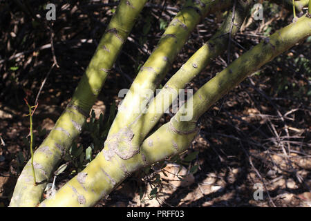 De près de l'écorce verte et branches d'un arbre Palo Verde Foothill Banque D'Images