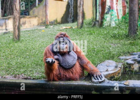Funny grand orang-outan de Sumatra brun en souriant. Pongo abelii monkey donnez la main et mendiant de la nourriture