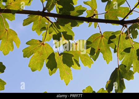 Les feuilles d'érable sycomore ou avec le soleil derrière au début de l'automne ou à l'automne en Italie Amérique acer opalus acer pseudoplatanus ou d'érable et Italin Banque D'Images