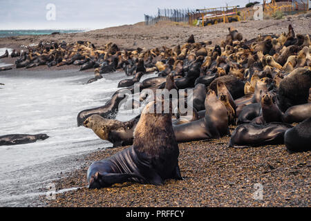 Loup de mer à la côte de l'Argentine. Plage Près de Caleta Olivia. Patagonie Banque D'Images