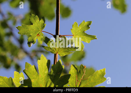 Les feuilles d'érable sycomore ou avec le soleil derrière au début de l'automne ou à l'automne en Italie Amérique acer opalus acer pseudoplatanus ou d'érable et Italin Banque D'Images