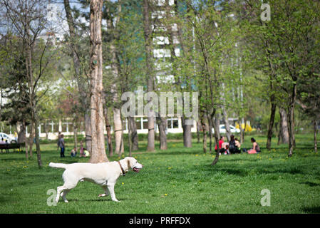 Chien est attraper une balle dans le parc. Concept de vie actif. Heureux grand chien se passe dans la nature Banque D'Images