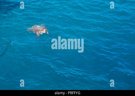 Tortues Kareta nager dans la mer grecque près de navire. Banque D'Images