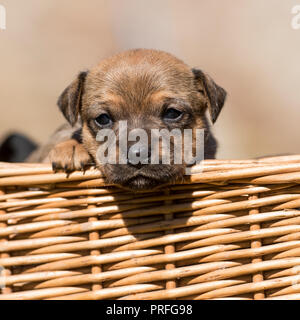 Chiot patterdale Banque D'Images