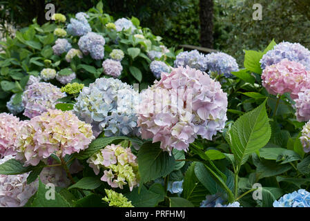 Des fleurs d'hortensia Banque D'Images