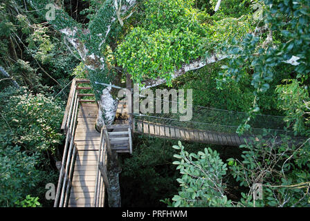 Pont suspendu, Rainforest Canopy Walk, Inkaterra Reserva Amazonica, Madre de Dios, Pérou Banque D'Images