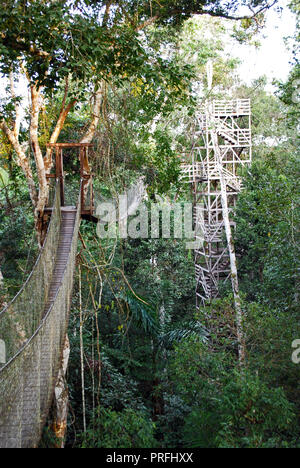 Pont suspendu, Rainforest Canopy Walk, Inkaterra Reserva Amazonica, Madre de Dios, Pérou Banque D'Images