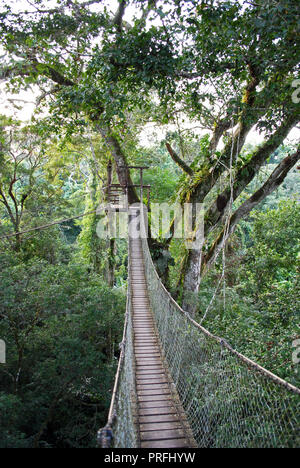 Pont suspendu, Rainforest Canopy Walk, Inkaterra Reserva Amazonica, Madre de Dios, Pérou Banque D'Images