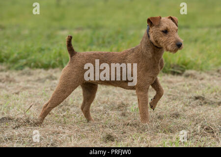 Lakeland terrier Banque D'Images