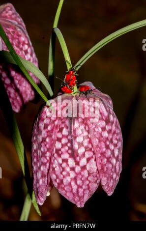 Scarlet Lily Beetle (Lilioceris lilii) l'accouplement sur les serpents-head fritillary dans un jardin arrière sur Cardiff, Pays de Galles, Royaume-Uni Banque D'Images