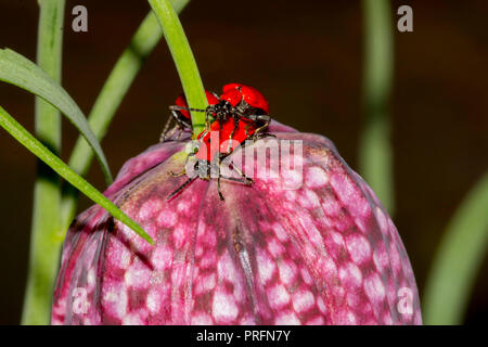 Scarlet Lily Beetle (Lilioceris lilii) l'accouplement sur les serpents-head fritillary dans un jardin arrière sur Cardiff, Pays de Galles, Royaume-Uni Banque D'Images