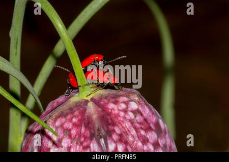 Scarlet Lily Beetle (Lilioceris lilii) l'accouplement sur les serpents-head fritillary dans un jardin arrière sur Cardiff, Pays de Galles, Royaume-Uni Banque D'Images